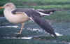 ad intermedius LBBG in winter, ringed in Sweden. (138843 bytes)
