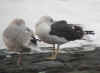 ad LBBG in winter, ringed in the Netherlands. (100476 bytes)