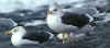 ad LBBG in winter, ringed in the Netherlands. (20221 bytes)