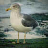 ad LBBG in winter, ringed in Belgium.