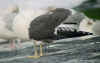 ad intermedius LBBG in winter, ringed in Sweden.
