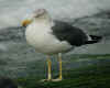 ad graellsii LBBG in winter, ringed in Britain.