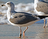 1cy argenteus in November, ringed in Belgium. (25637 bytes)