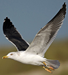1cy argenteus in November, ringed in Belgium. (25637 bytes)