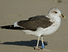 1cy argenteus in November, ringed in Belgium. (25637 bytes)