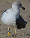 1cy argenteus in November, ringed in Belgium. (25637 bytes)