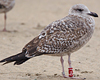1cy argenteus in November, ringed in Belgium. (25637 bytes)