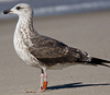 1cy argenteus in November, ringed in Belgium. (25637 bytes)