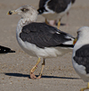 1cy argenteus in November, ringed in Belgium. (25637 bytes)