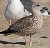 1cy argenteus in November, ringed in Belgium. (25637 bytes)