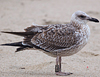 1cy argenteus in November, ringed in Belgium. (25637 bytes)