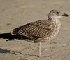 1cy argenteus in November, ringed in Belgium. (25637 bytes)