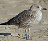 1cy argenteus in November, ringed in Belgium. (25637 bytes)