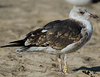 1cy argenteus in November, ringed in Belgium. (25637 bytes)