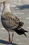 ad LBBG in October, ringed in the Netherlands. (60900 bytes)