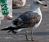 ad LBBG in Januari-April, ringed in the U.K. (72074 bytes)