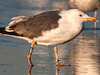 ad LBBG in Januari-April, ringed in the U.K. (72074 bytes)