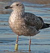 ad LBBG in Januari-April, ringed in the U.K. (72074 bytes)