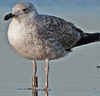 ad LBBG in Januari-April, ringed in the U.K. (72074 bytes)