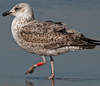 ad LBBG in Januari-April, ringed in the U.K. (72074 bytes)