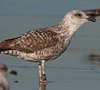 ad LBBG in Januari-April, ringed in the U.K. (72074 bytes)