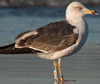 1cy argenteus in November, ringed in Belgium. (25637 bytes)