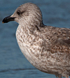 ad LBBG in Januari-April, ringed in the U.K. (72074 bytes)