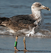ad LBBG in Januari-April, ringed in the U.K. (72074 bytes)