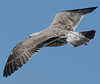 ad LBBG in October, ringed in the Netherlands. (60900 bytes)