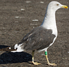 ad LBBG in October, ringed in the Netherlands. (60900 bytes)