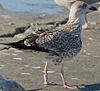 ad LBBG in October, ringed in the Netherlands. (60900 bytes)