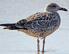 ad LBBG in October, ringed in the Netherlands. (60900 bytes)
