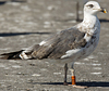 ad LBBG in October, ringed in the Netherlands. (60900 bytes)