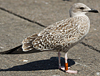 ad LBBG in October, ringed in the Netherlands. (60900 bytes)