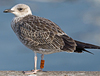 ad LBBG in October, ringed in the Netherlands. (60900 bytes)