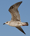 ad LBBG in October, ringed in the Netherlands. (60900 bytes)