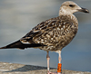 ad LBBG in October, ringed in the Netherlands. (60900 bytes)