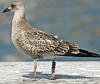 ad LBBG in October, ringed in the Netherlands. (60900 bytes)