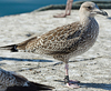 ad LBBG in October, ringed in the Netherlands. (60900 bytes)