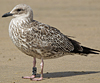 ad LBBG in October, ringed in the Netherlands. (60900 bytes)