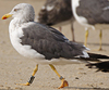 ad LBBG in October, ringed in the Netherlands. (60900 bytes)