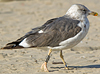 ad LBBG in October, ringed in the Netherlands. (60900 bytes)