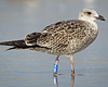 ad LBBG in October, ringed in the Netherlands. (60900 bytes)