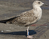 ad LBBG in October, ringed in the Netherlands. (60900 bytes)