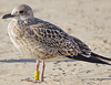 ad LBBG in October, ringed in the Netherlands. (60900 bytes)