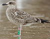 ad LBBG in October, ringed in the Netherlands. (60900 bytes)