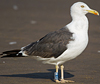 ad LBBG in October, ringed in the Netherlands. (60900 bytes)