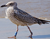 ad LBBG in October, ringed in the Netherlands. (60900 bytes)