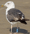 ad LBBG in October, ringed in the Netherlands. (60900 bytes)