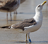 ad LBBG in October, ringed in the Netherlands. (60900 bytes)